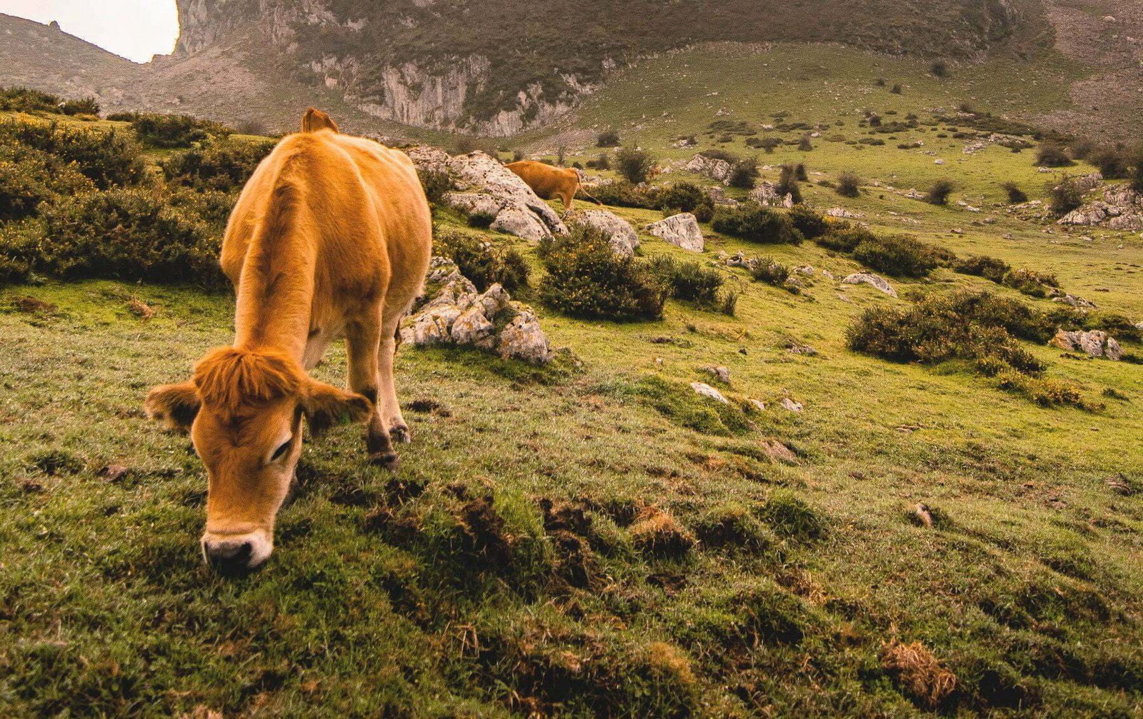 A landscape shot of some cows grazing in the mountainous regions of Asturias, Spain