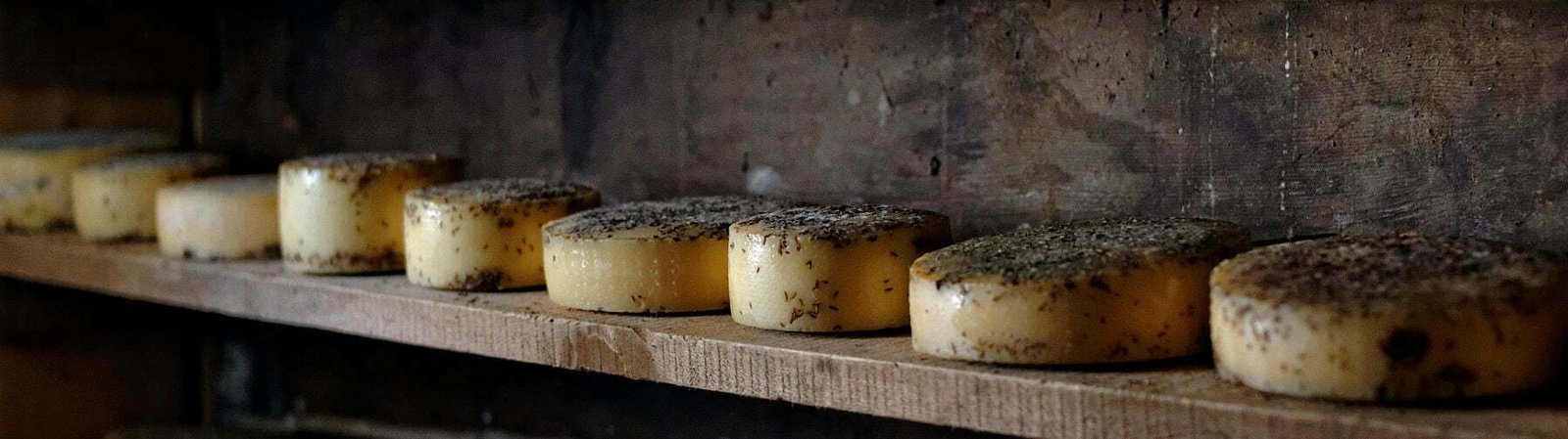 a line of aging cheese wheels sits on a rustic bench in a shed
