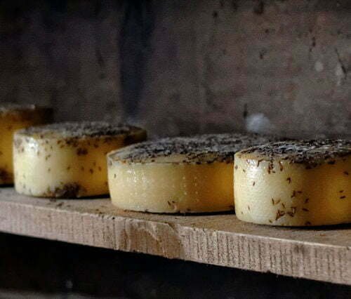 Wheels of cheese sit and cure on a rustic wooden bench. 