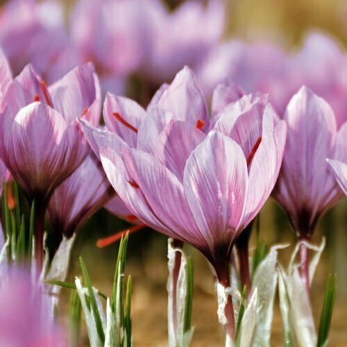 saffron-flower-500x Crocus flowers grow in a field in the rural area of Villacanas, Spain