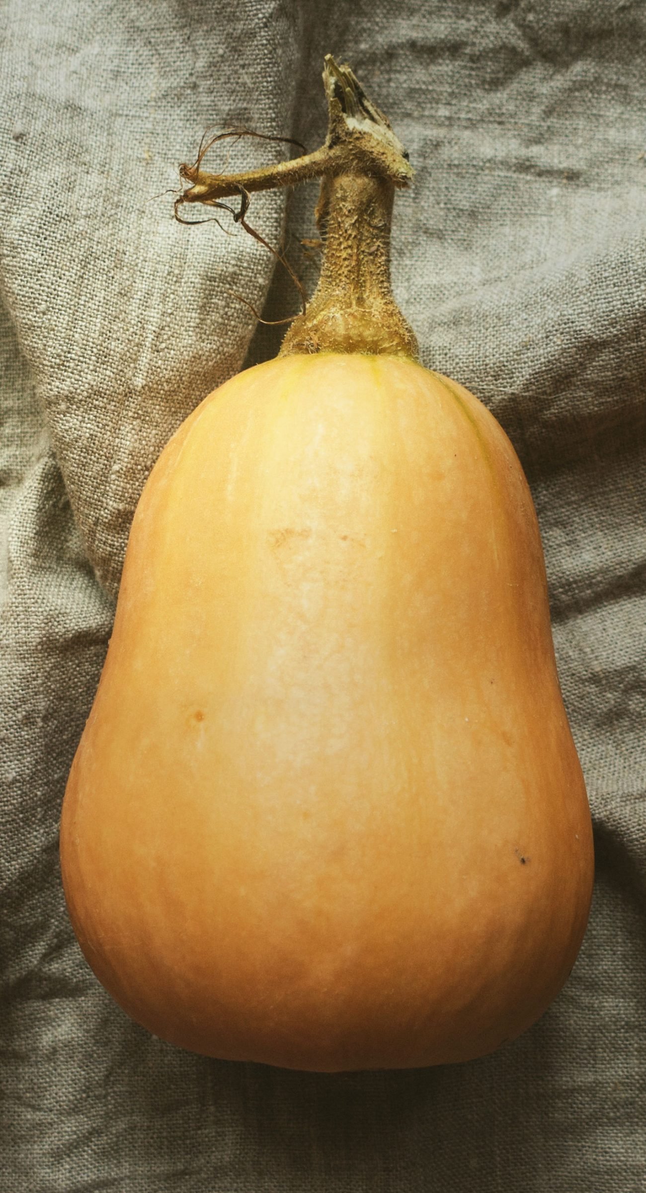 a butternut pumpkin sits on a crumpled cotton cloth