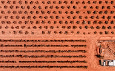 Castilla-La Mancha Regional Foodie Guide