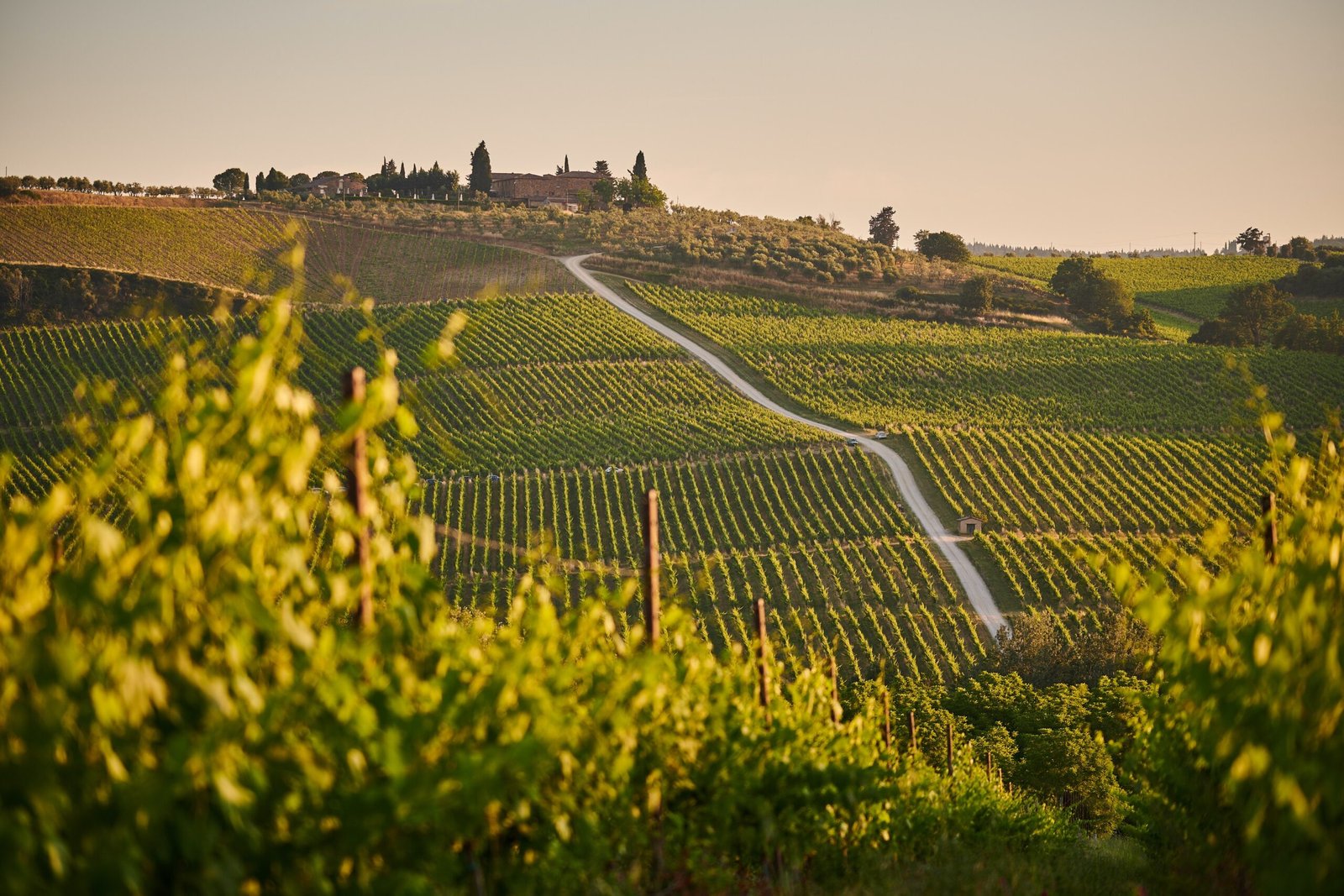A sweeping landscape shot of a vineyard over rolling hills at sunset
