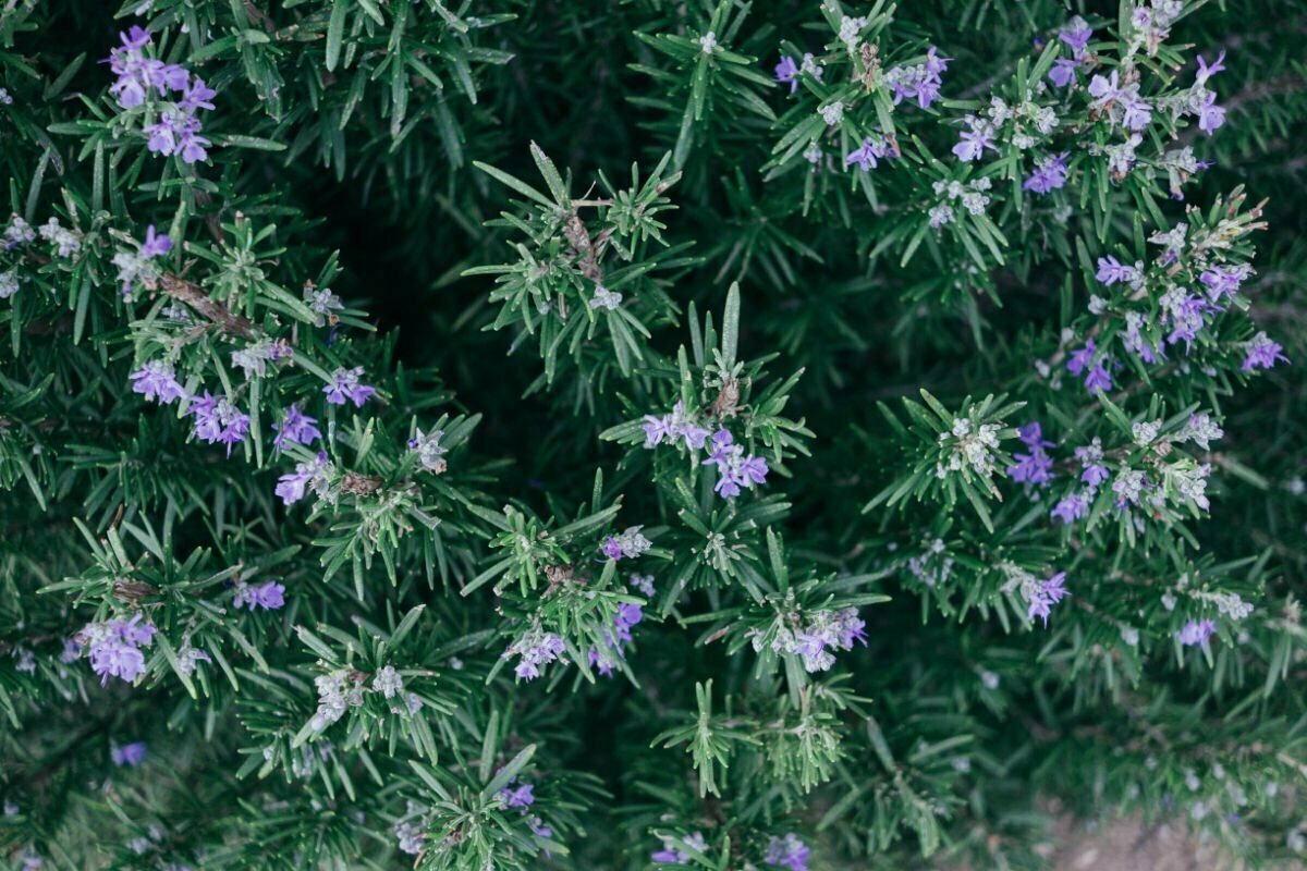 an ariel view of a flowering rosemary bush