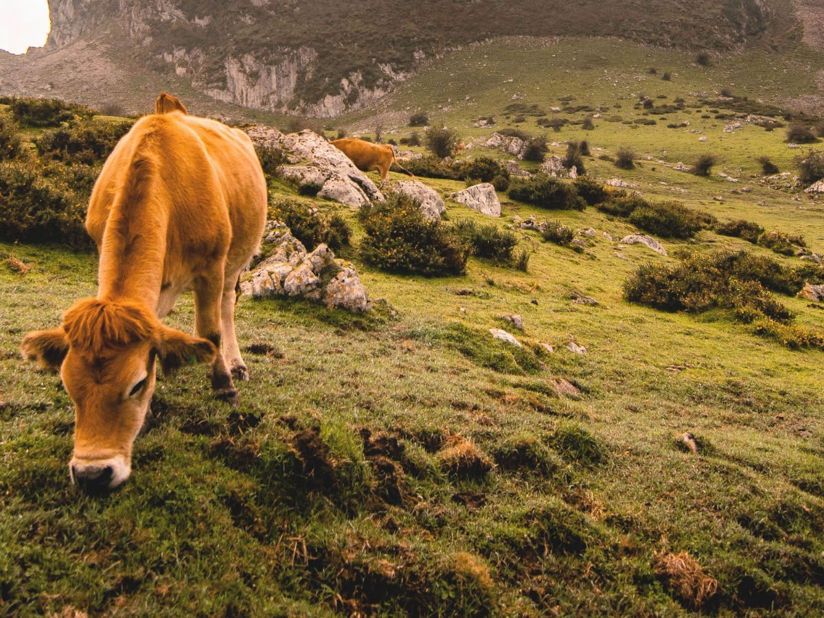 cows grazing in a lush green field with mountains in the background