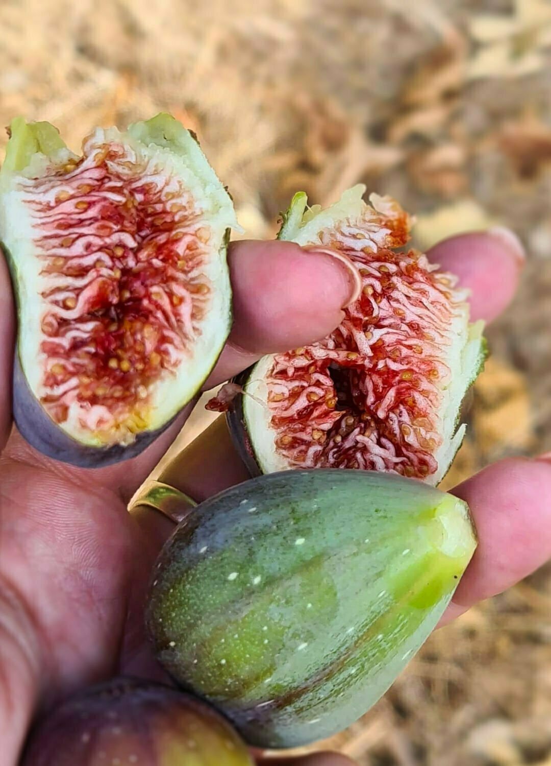 a handful of fresh figs with one broken open exposing the red flesh and flower of the fig.