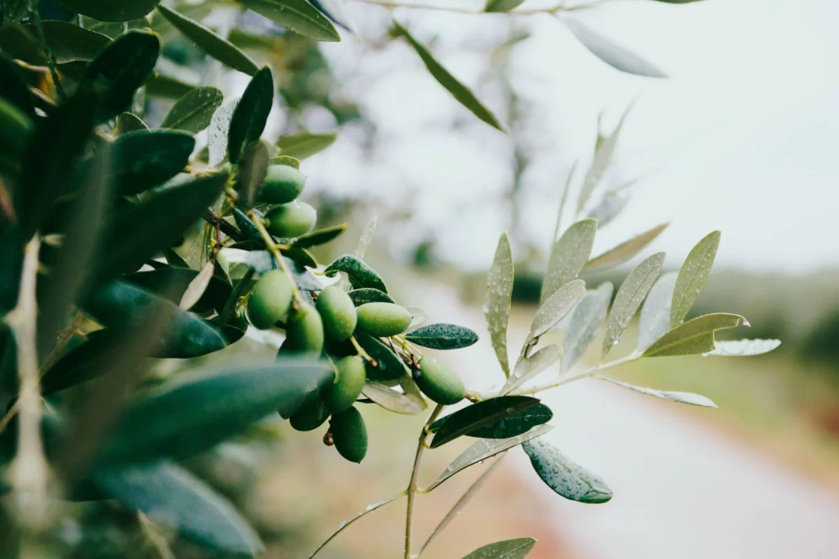 An olive tree ranch covered in dew