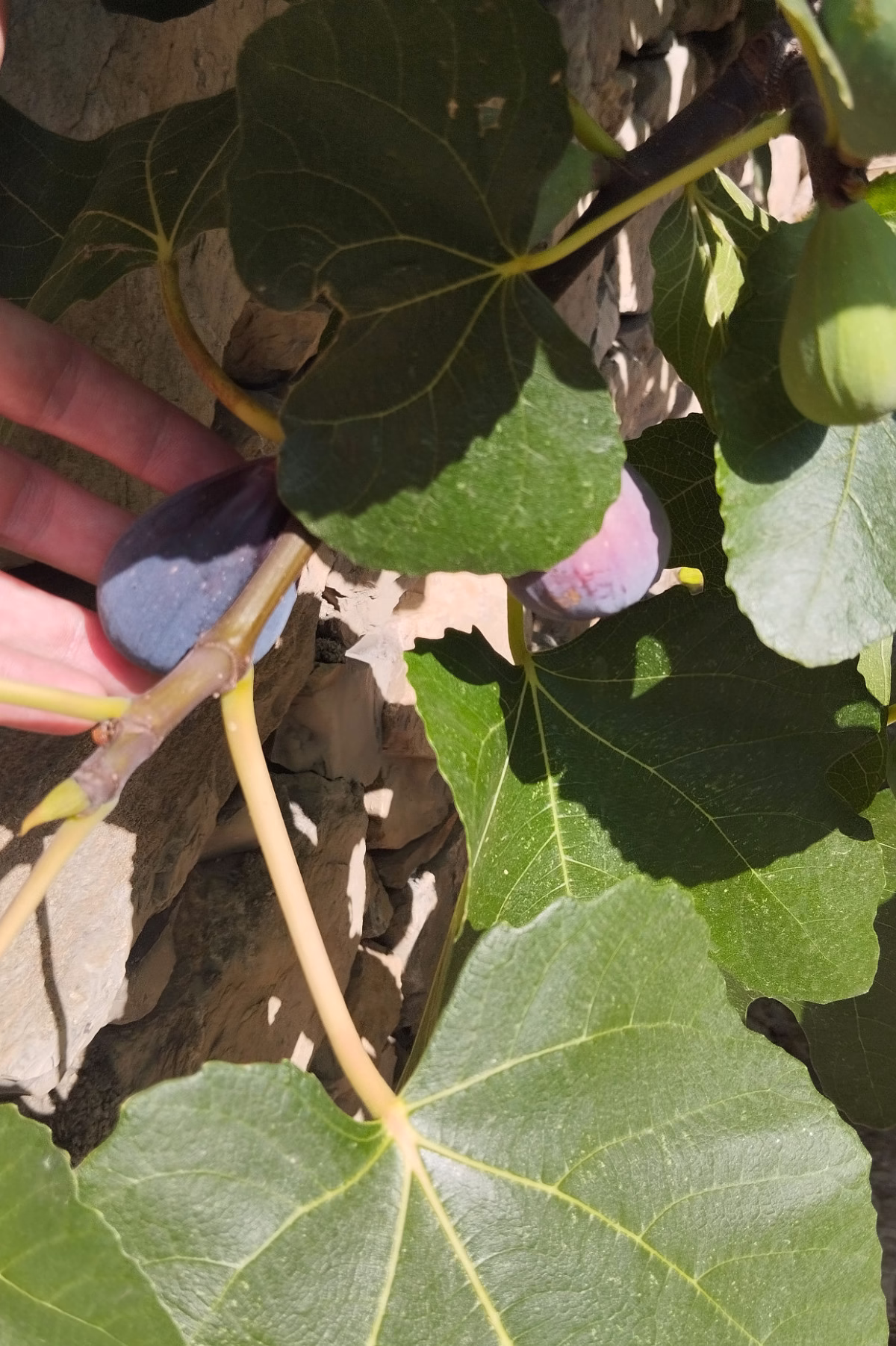 Figs ripen and turn purple on a large fig tree