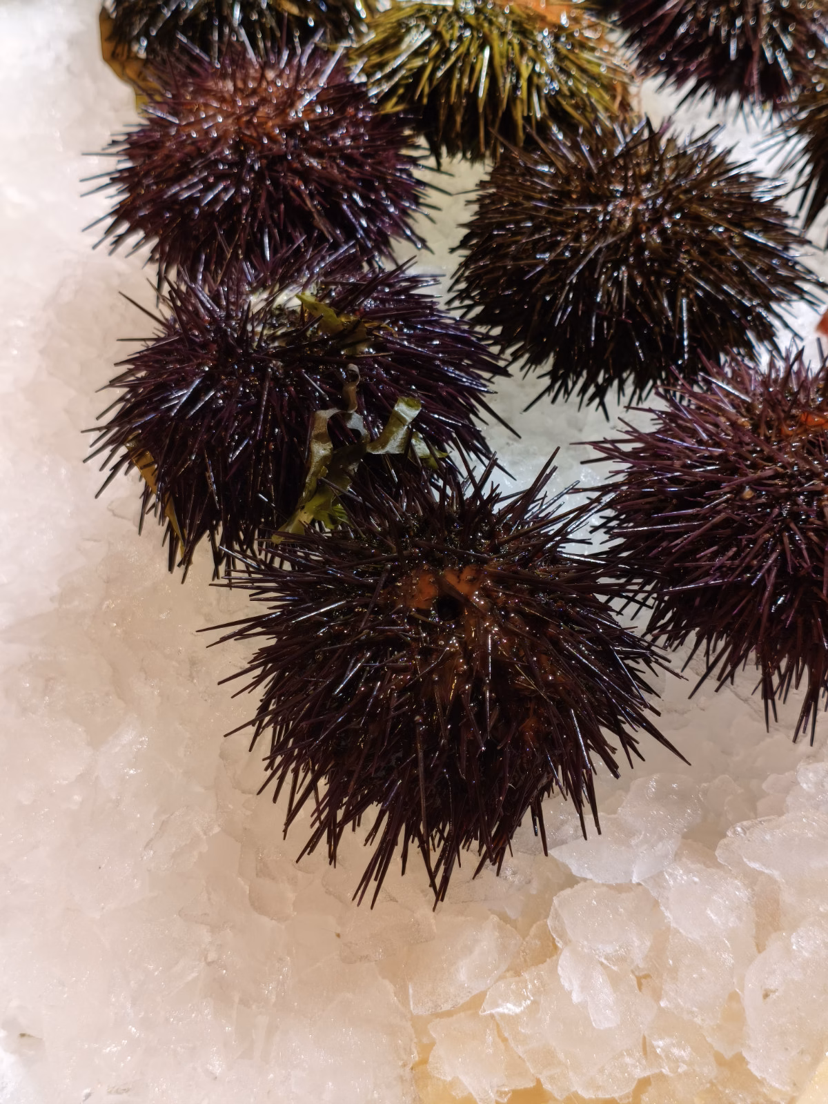 Erizos, Spanish sea urchins are a delicacy in Spain.