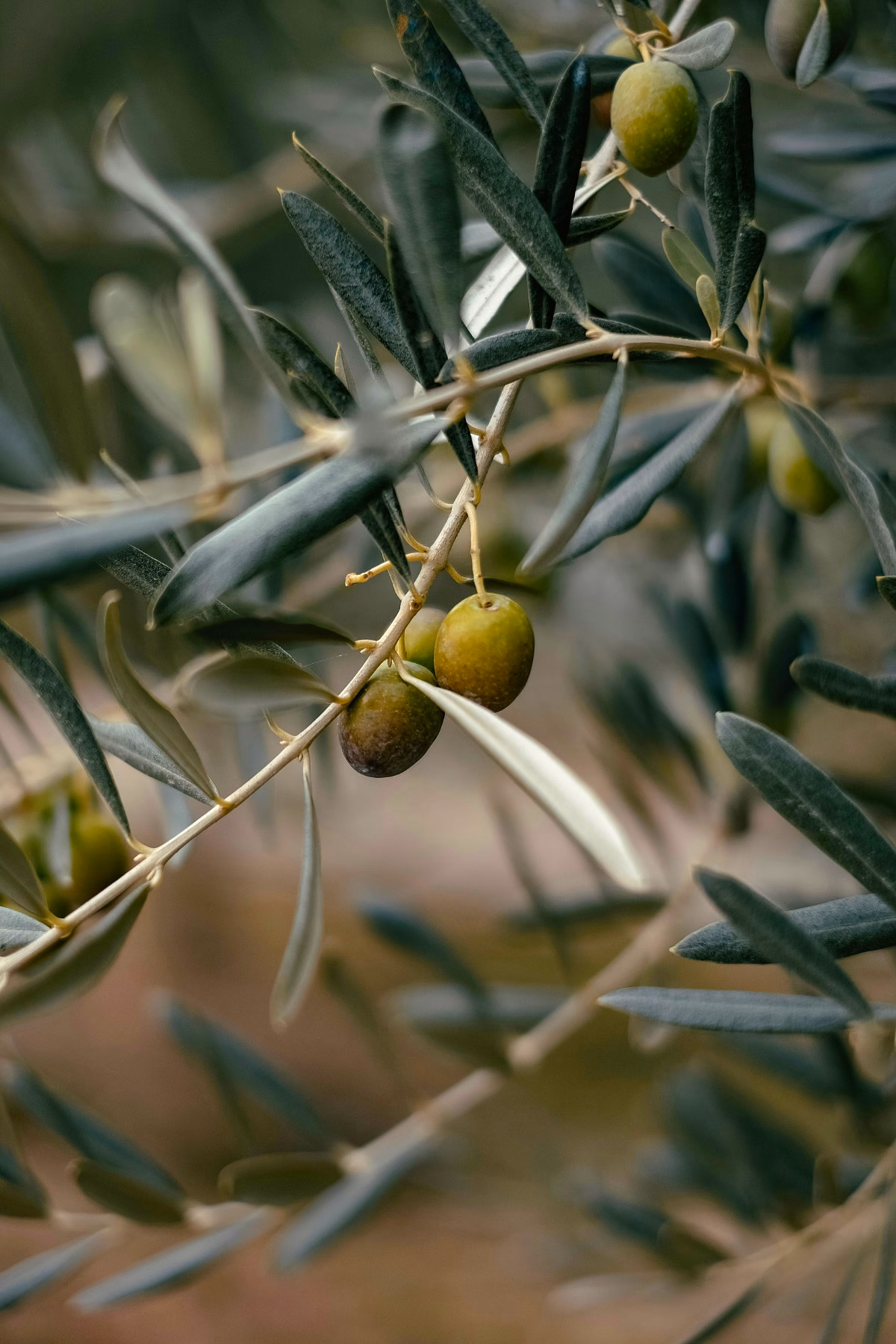 emre-olive-oil-branch An olive tree branch