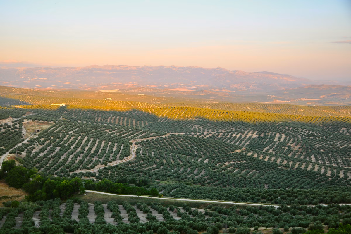 jorge-fernandez-salas-Jaen-Region-Spain A photo of olive oil trees in the Jaen region of Spain