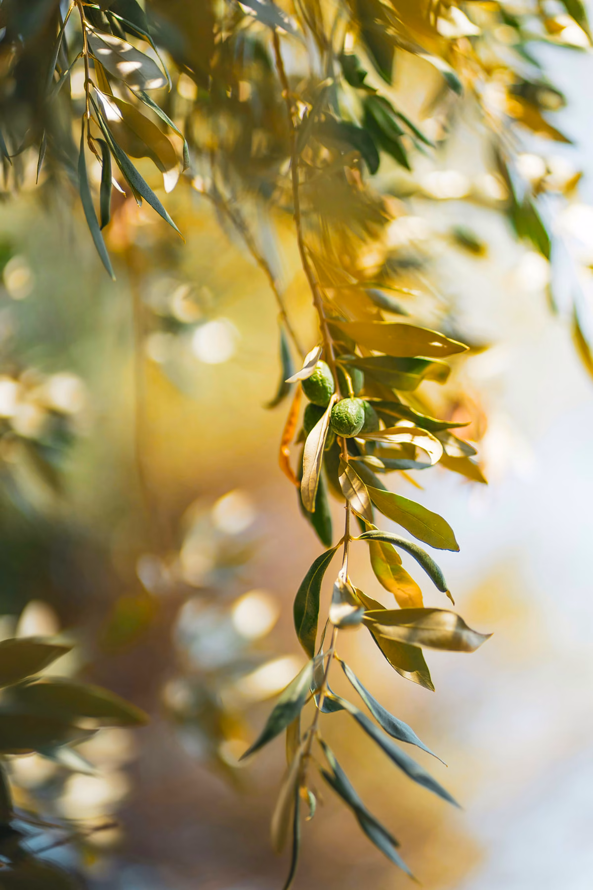 A branch of olives with fruit.